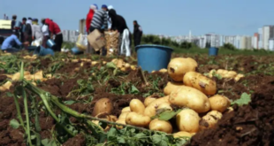 البطاطا الخريفية تسعف موائد الفقراء لكنها تنهك المزارعين !