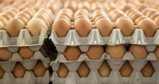 توقعات بأن يصل سعر طبق البيض إلى 30 ألف ليرة خلال شهر