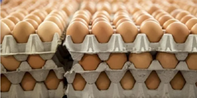توقعات بأن يصل سعر طبق البيض إلى 30 ألف ليرة خلال شهر