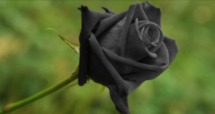 الورد الأسود