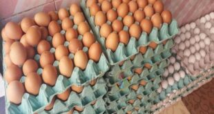 مربو الدواجن يعزفون عن الإنتاج..تكلفة البيضة الواحدة 588 ليرة سورية