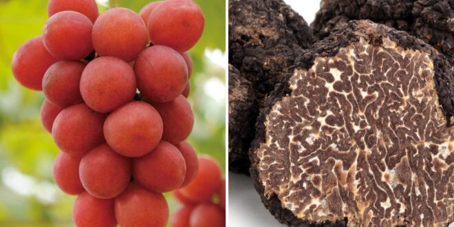 أطعمة الأثرياء