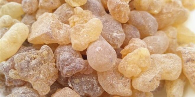 لم يخبرك بها أحد.. فوائد صحية وفريدة لعلكة الصنوبر