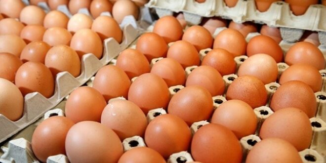 مدير عام الدواجن يحذر من ارتفاع سعر البيضة إلى ألف ليرة سورية