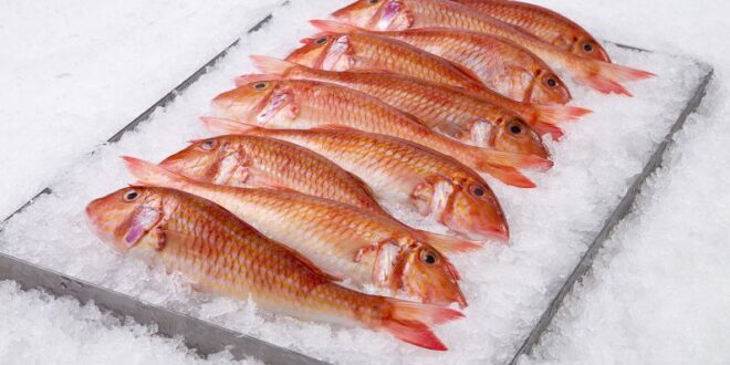 6 نصائح للتمييز بين السمك المجمد الفاسد والطازج.. لن يخدعك أحد بعد الآن
