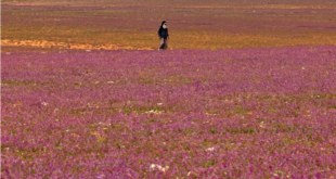 الزهور تغطيها.. الصحراء باللون الأرجواني في السعودية.. مشهد "يرد الروح"
