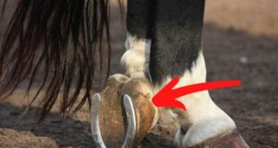 خلاف جميع الحيوانات ..لماذا توضع هذه القطعة المعدنية أسفل قدم الحصان؟