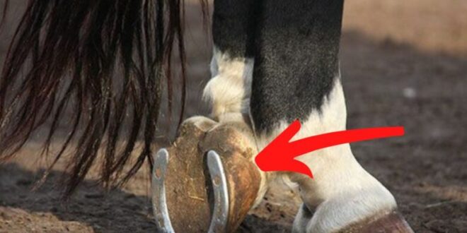 خلاف جميع الحيوانات ..لماذا توضع هذه القطعة المعدنية أسفل قدم الحصان؟